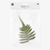 Discount Rico Design Big Fern Dried Flowers