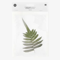 Discount Rico Design Big Fern Dried Flowers