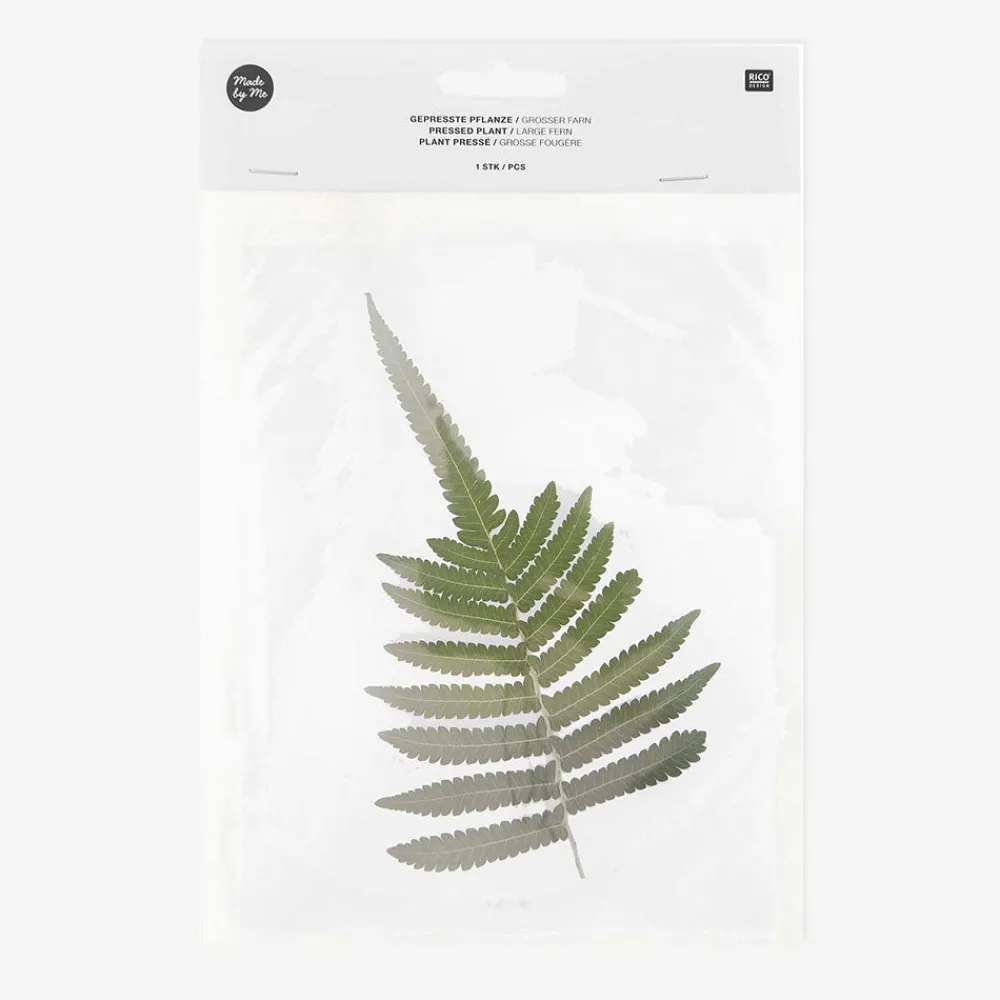 Discount Rico Design Big Fern Dried Flowers