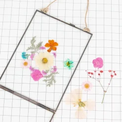 Clearance Rico Design Dried Flowers: Ammi Rose