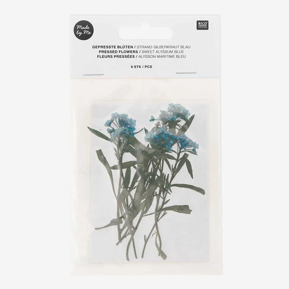 Sale Rico Design Dried Flowers: Blue Alysson